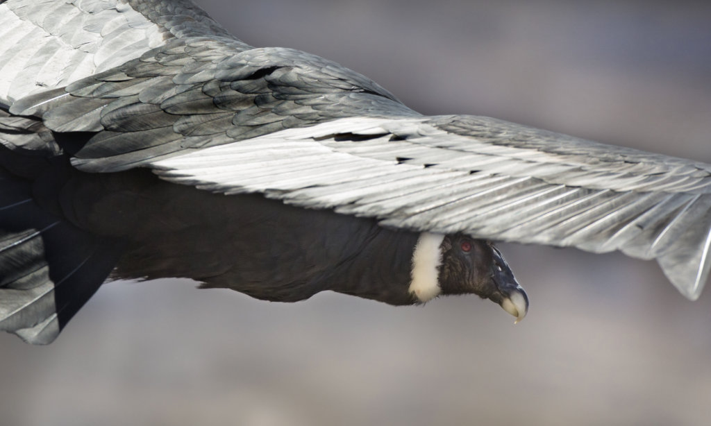 Releasing Rehabilitated Condors in Patagonia