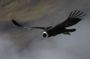 Credits: Rewilding Chile