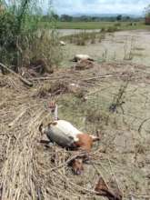 During Damage and Capacity Assessment