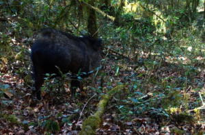 Javelina/ jabalina