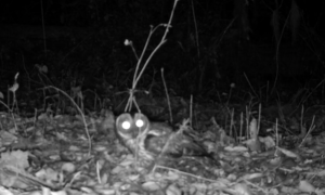 owl/ buho