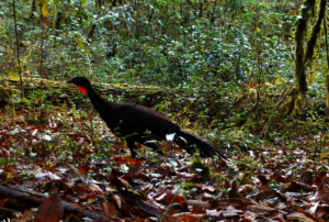 Crested guan/ pava cojolita