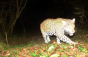 Give the gift of 10 cameras for wildcat footage