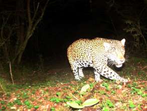 Give the gift of 10 cameras for wildcat footage