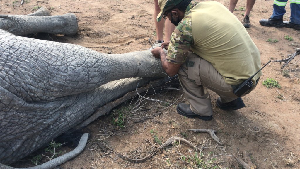 Dedicated wildlife rescue vehicle