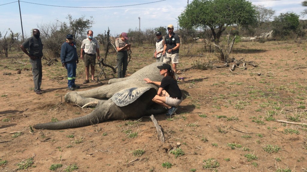 Dedicated wildlife rescue vehicle