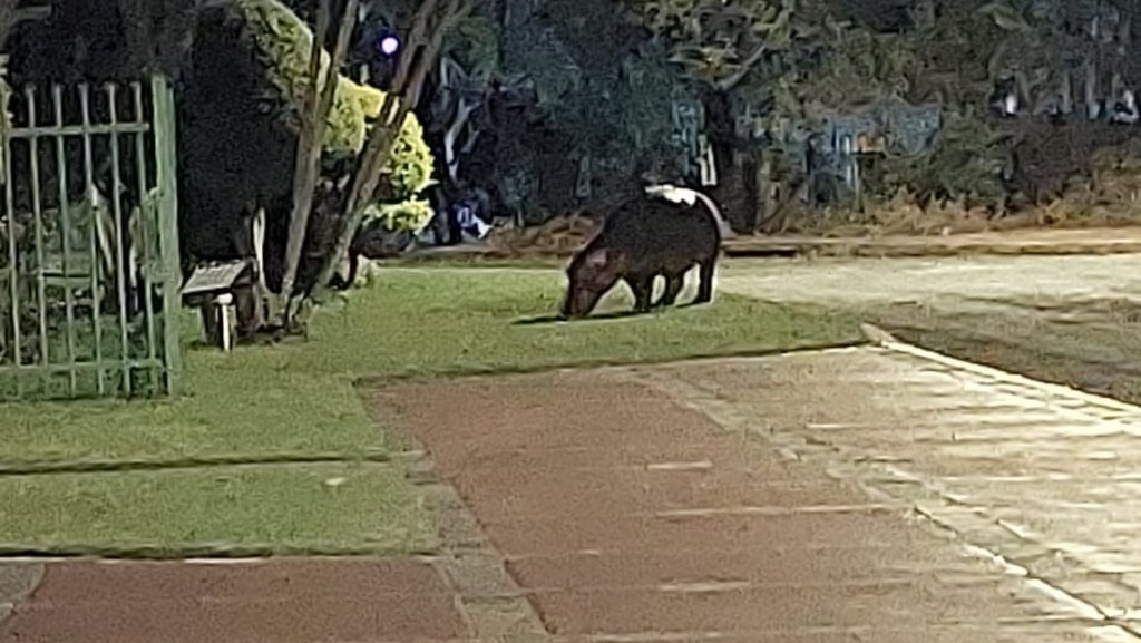 Dedicated wildlife rescue vehicle