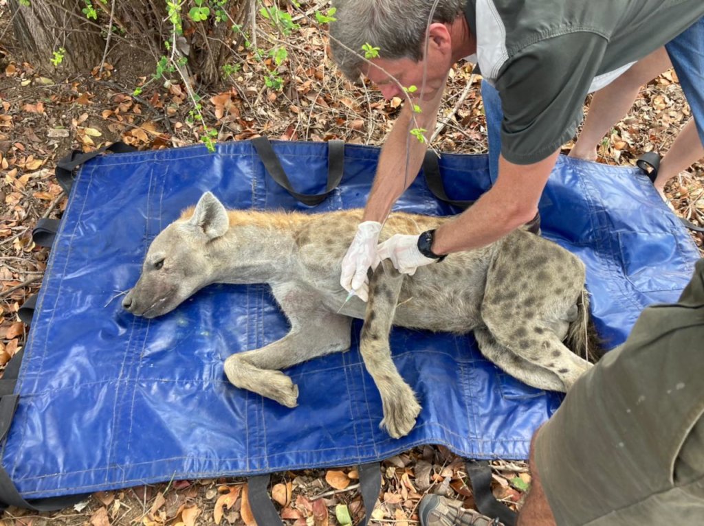 Wildlife Conservation Animal Rescue Near Me Wildlife Animal