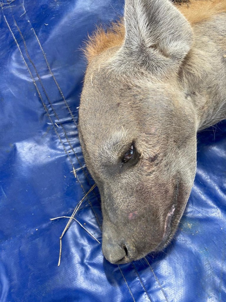 Dedicated wildlife rescue vehicle