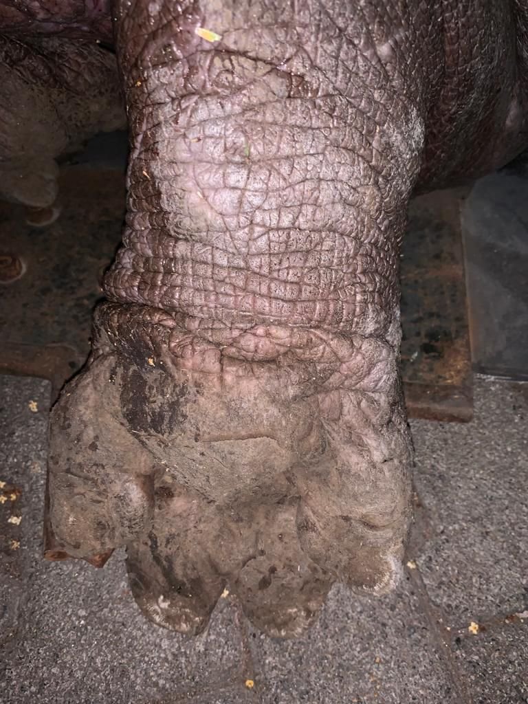 Dedicated wildlife rescue vehicle