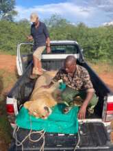Lion Capture