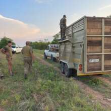 Rhino Relocation