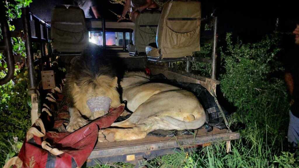 Animal Shelters Local Bird Rescues Near Me Help Rescue Wild