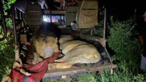 Dedicated wildlife rescue vehicle