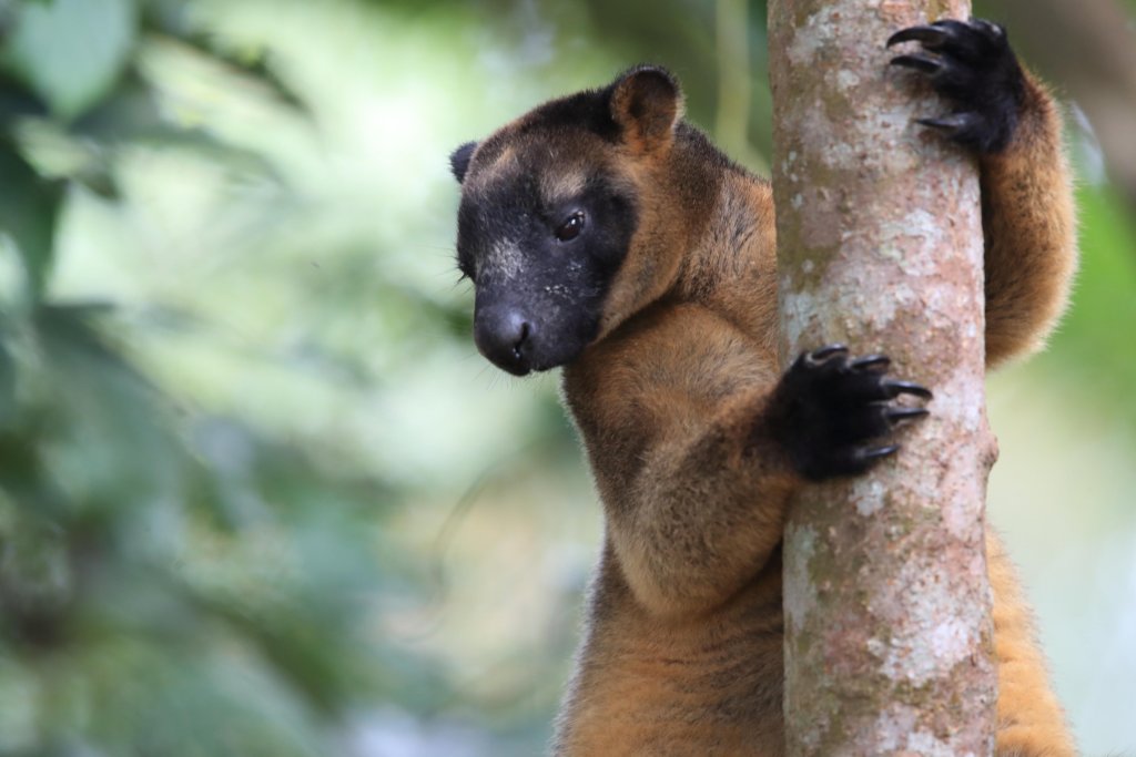 Wildlife Corridors to Save Kangaroos