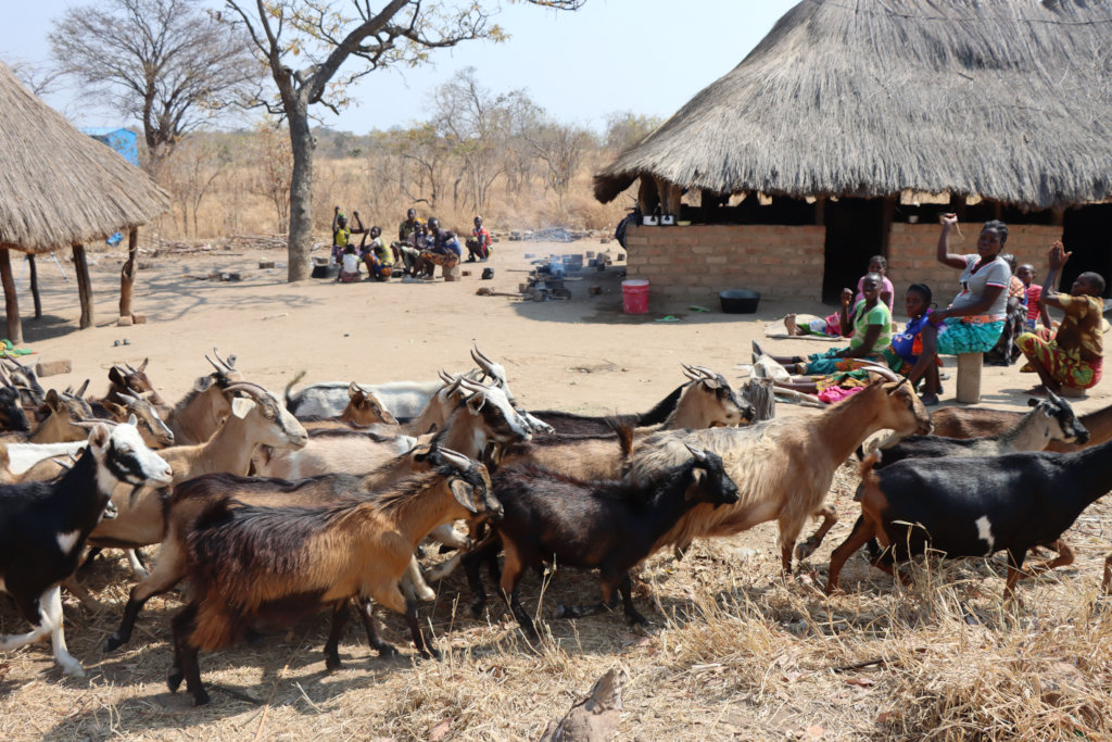 Help change the lives of pregnant women in Zambia