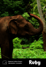 Ruby