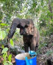 Easy drink from her new water tank