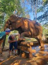 Sambo receiving treatment