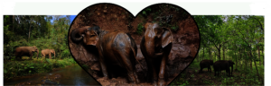 Save Doe & Darling