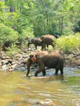 Mae Nang in the river
