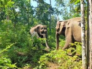 Ning Wan and Ruby reintroductions