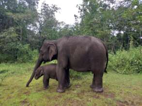 Pearl & baby Diamond