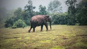 Sambo - walking through the rain