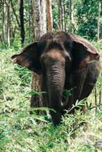 Chunky Monkey Gee Chreng