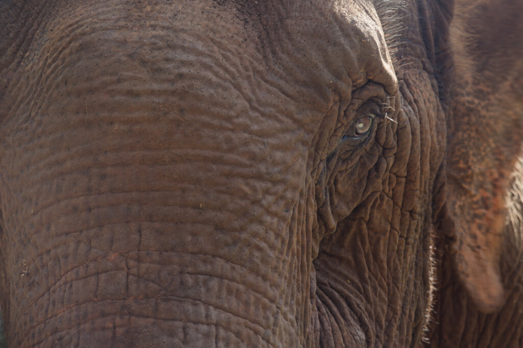 Sponsor an elephant @ The Elephant Valley Project