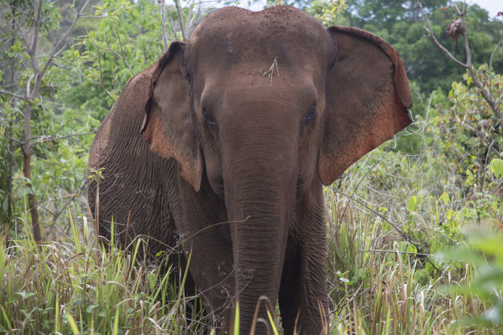 Sponsor an elephant @ The Elephant Valley Project