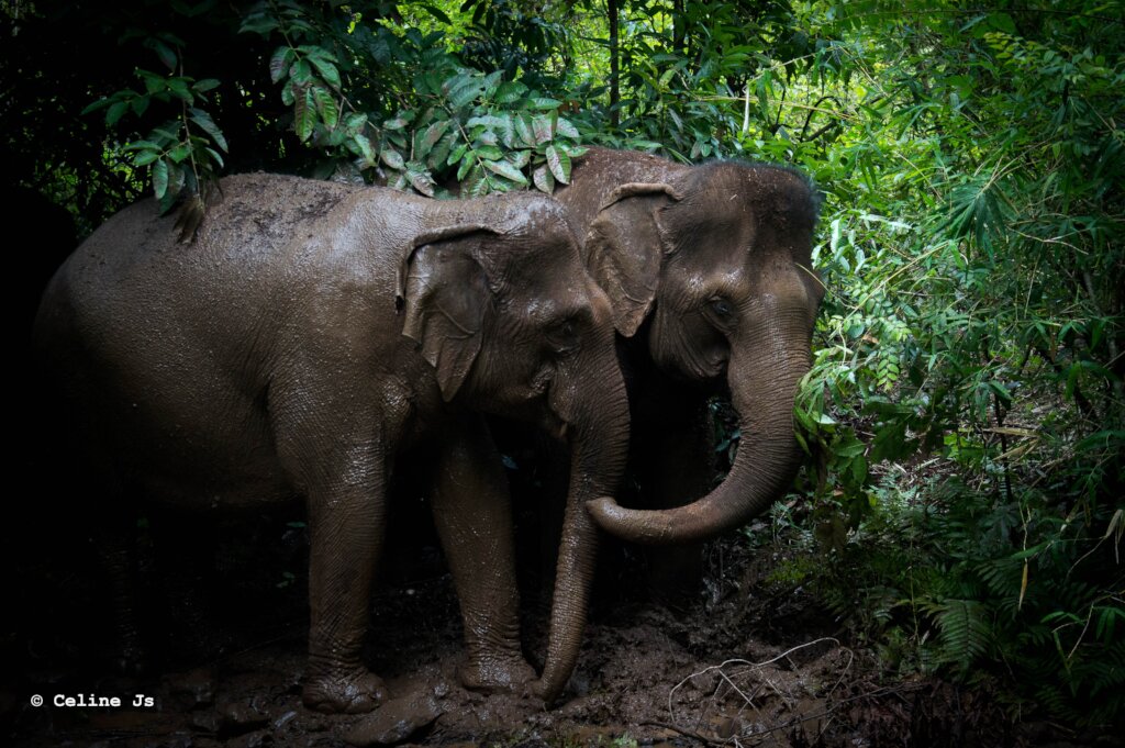 Sponsor an elephant @ The Elephant Valley Project