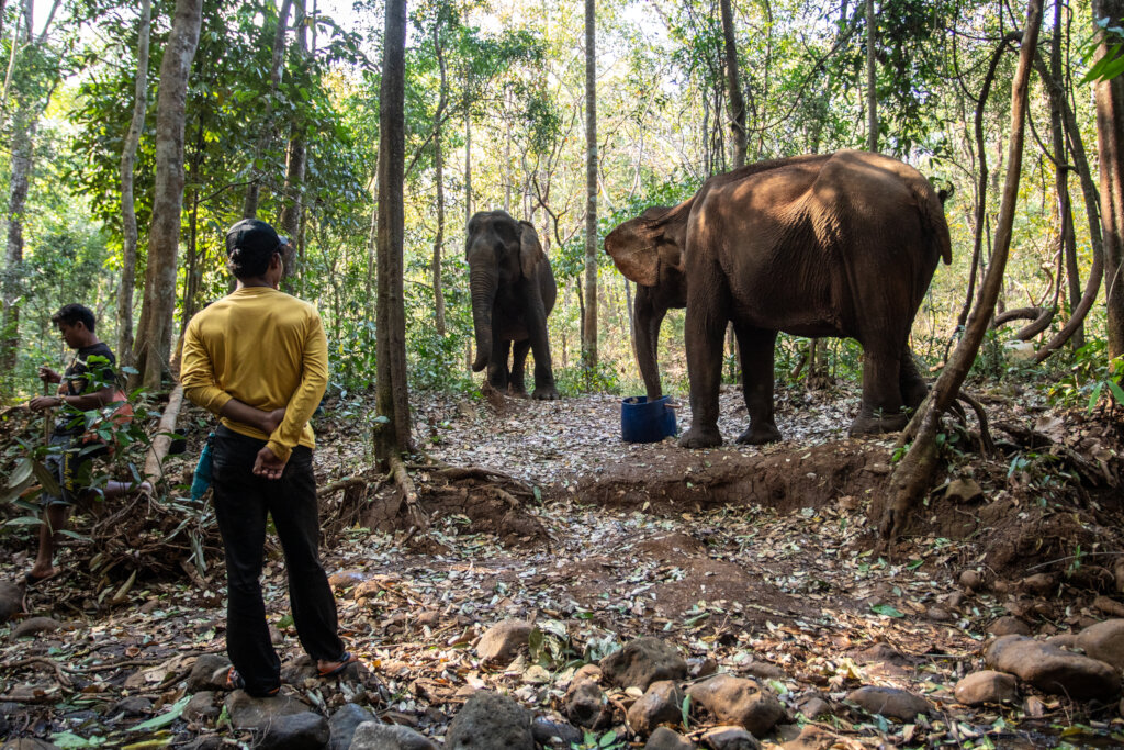 Sponsor an elephant @ The Elephant Valley Project