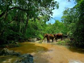 Doe & Darling enjoying the river