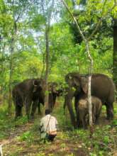 Baby Diamond and her herd