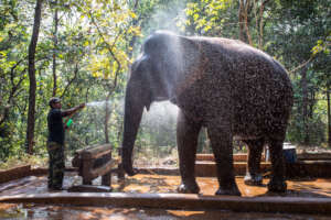 Sponsor an elephant @ The Elephant Valley Project