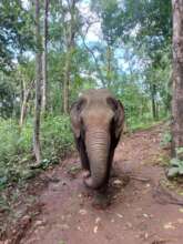 The Tank - aka Easy Rider