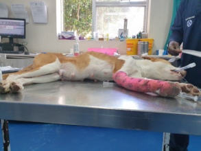 A painfully thin Mercy sedated for surgery