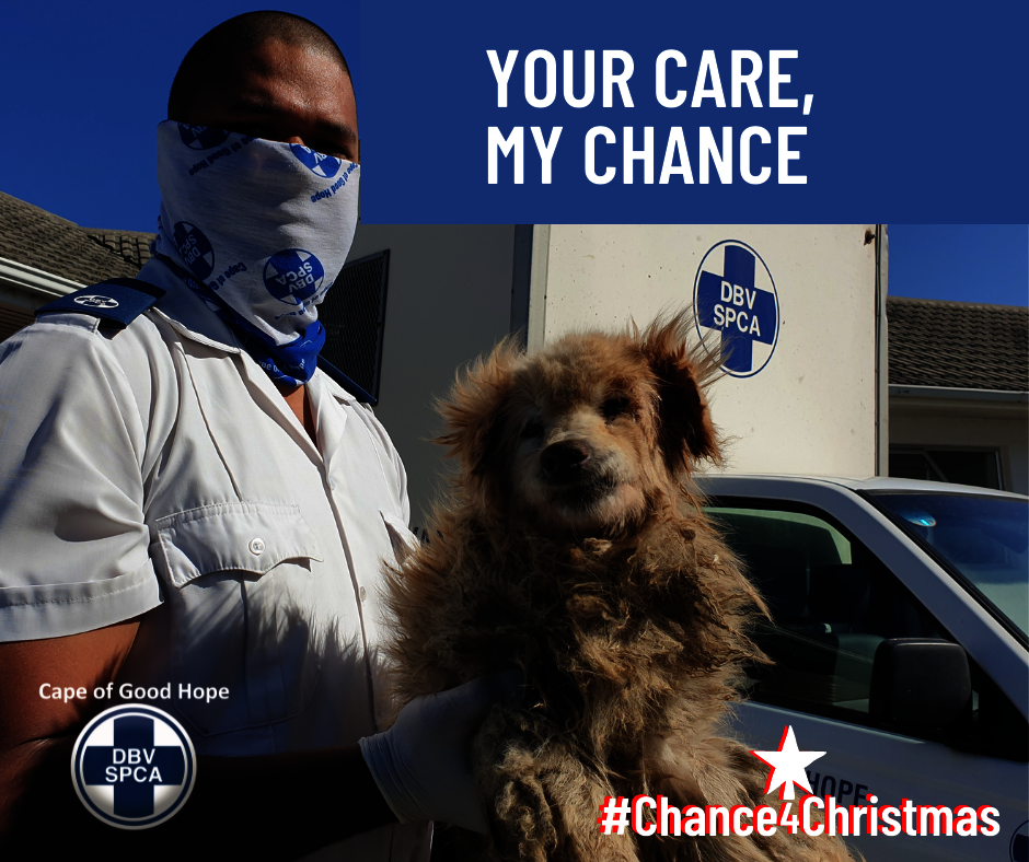 Give A Stray A Chance for Christmas