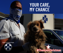 Give A Stray A Chance for Christmas
