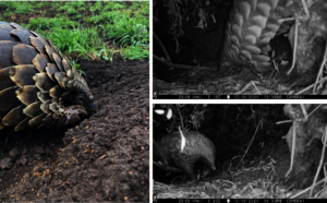 Camera Traps Burrows