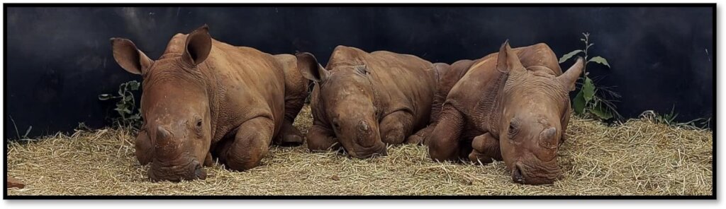 Zululand Rhino Orphanage