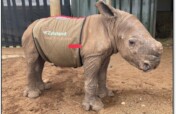 Zululand Rhino Orphanage