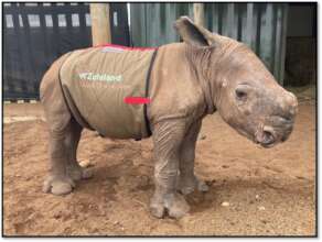 Zululand Rhino Orphanage