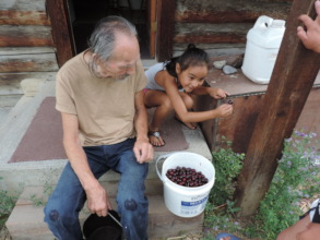 Lester Howse, picking cherries with his grandkids.
