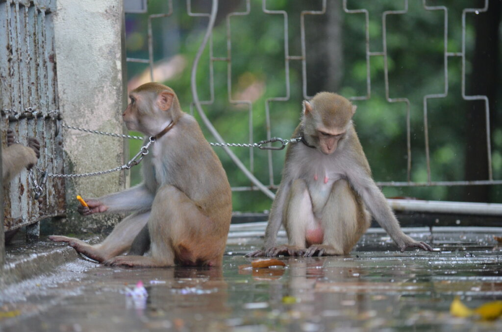 Improving The Welfare Of Captive Primates