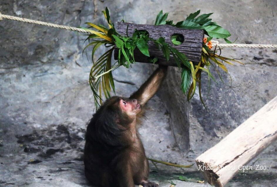 Improving The Welfare Of Captive Primates
