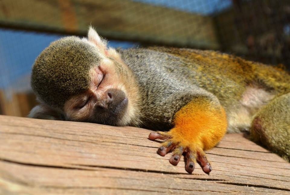 Improving The Welfare Of Captive Primates