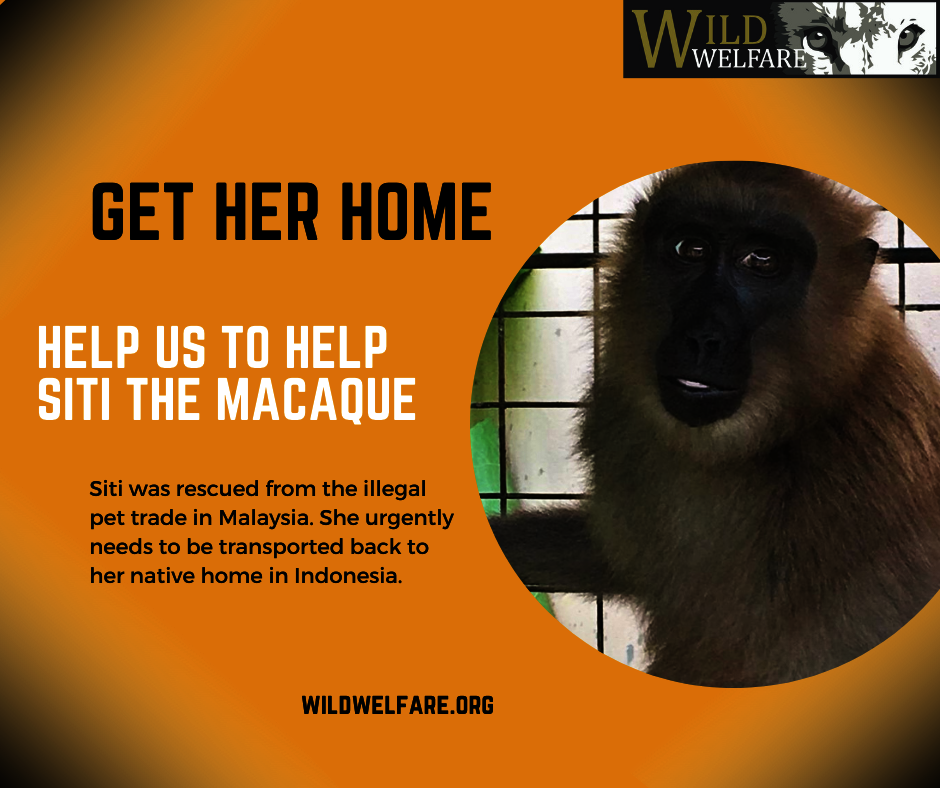 Improving The Welfare Of Captive Primates
