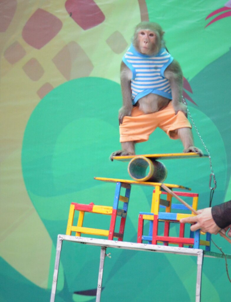 Improving The Welfare Of Captive Primates